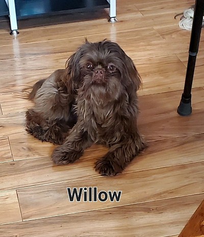 Willow