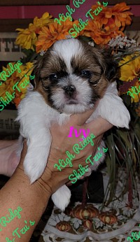 Female Shih-Tzu puppy - High Ridge Shih- Tzu's