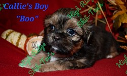 Shih-tzu puppy - male