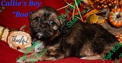 Shih-tzu puppy - male