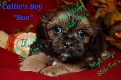 Shih-tzu puppy - male