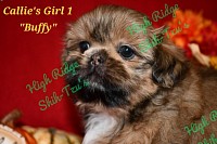 Shih-tzu puppy