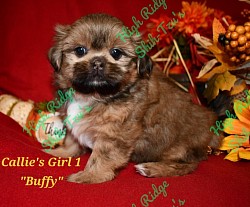 Shih-tzu puppy