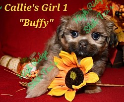 Shih-tzu puppy