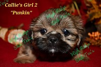 Female Shih-Tzu puppy