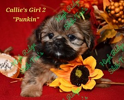 Female Shih-Tzu puppy