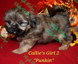 Female Shih-Tzu puppy