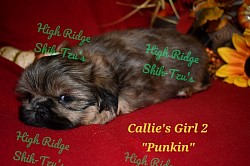 Female Shih-Tzu puppy