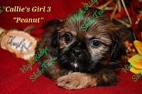 Female Shi-Tzu puppy