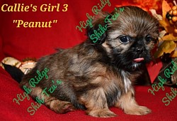 Female Shih-Tzu