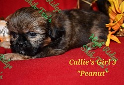 Female ShihTzu puppy