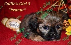 Female Shih-Tzu puppy