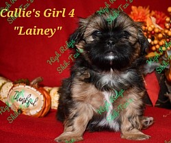 Female Shih-Tzu puppy