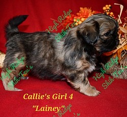 Female Shih-Tzu puppy