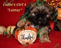 Female Shih-Tzu puppy