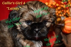 Female Shih-Tzu puppy