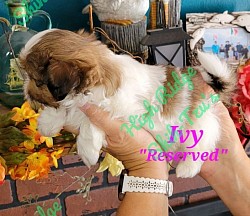 Female shih-tzu puppy