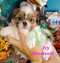 Female Shih-tzu puppy