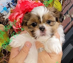 Fwmale shih-tzu puppy