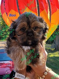 Shih-tzu puppy - boy - high ridge shih-tzu's